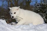 SIBERIAN HUSKY 731